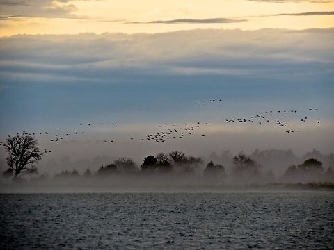 Canada Geese                                 Branta canadensis,Canada Goose,Fall,Geotagged,United States