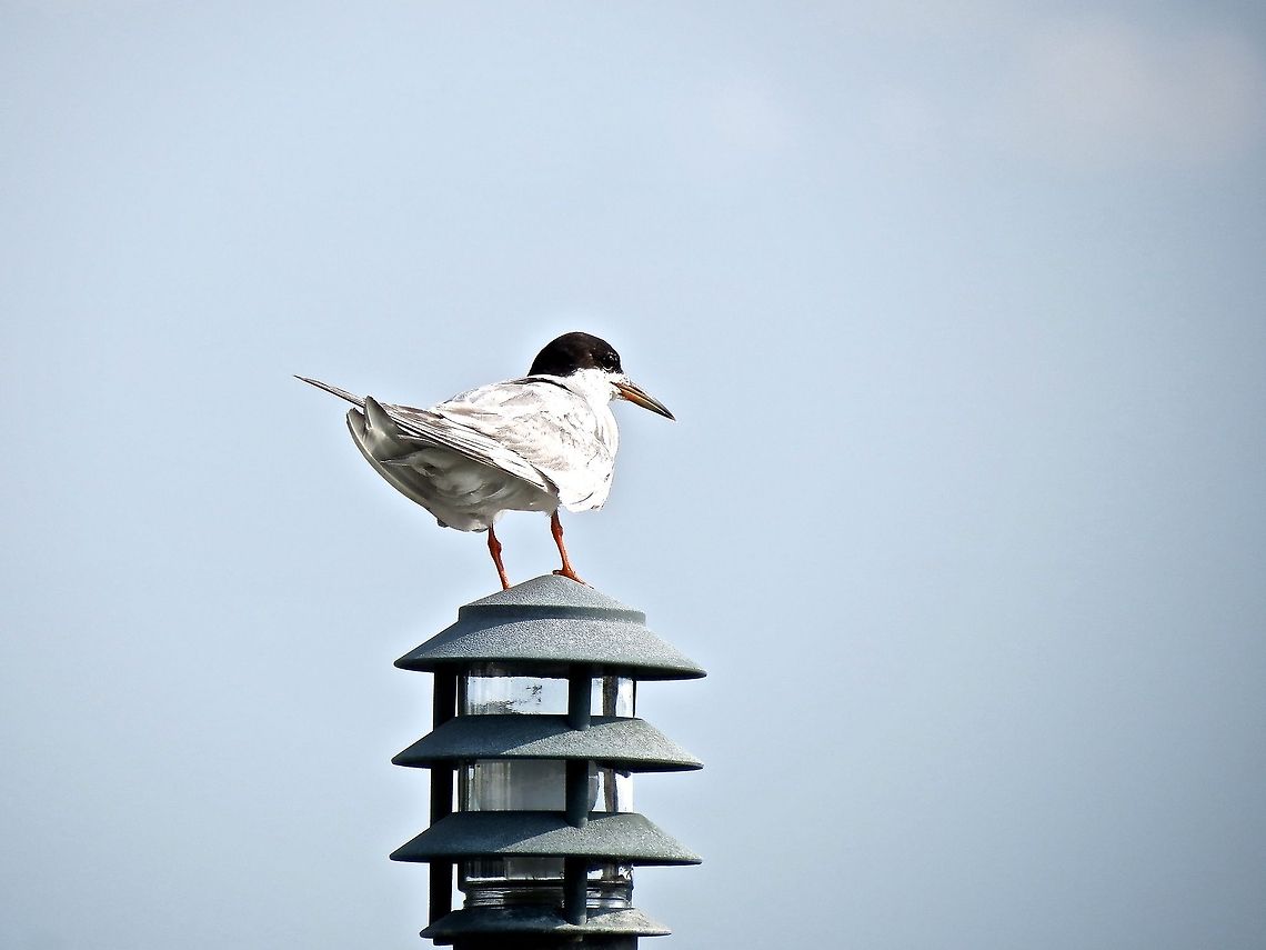 Tern                                 Common Tern,Geotagged,Sterna hirundo,Summer,United States