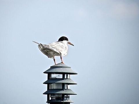 Tern                                 Common Tern,Geotagged,Sterna hirundo,Summer,United States