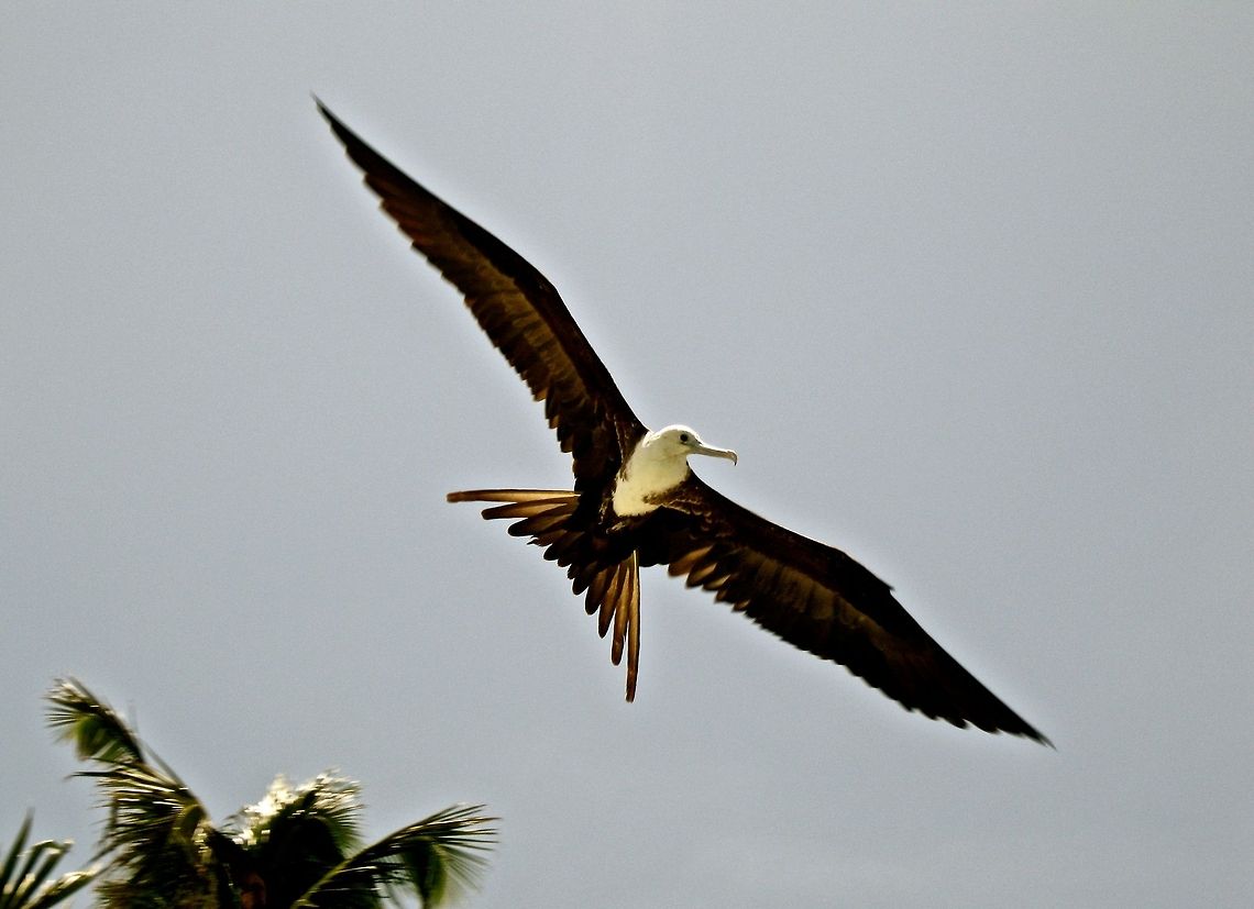 Juvenile Magnificent Frigatebird in flight                                 Belize,Eric's Pictures 4,Fregata magnificens,Geotagged,Magnificent Frigatebird