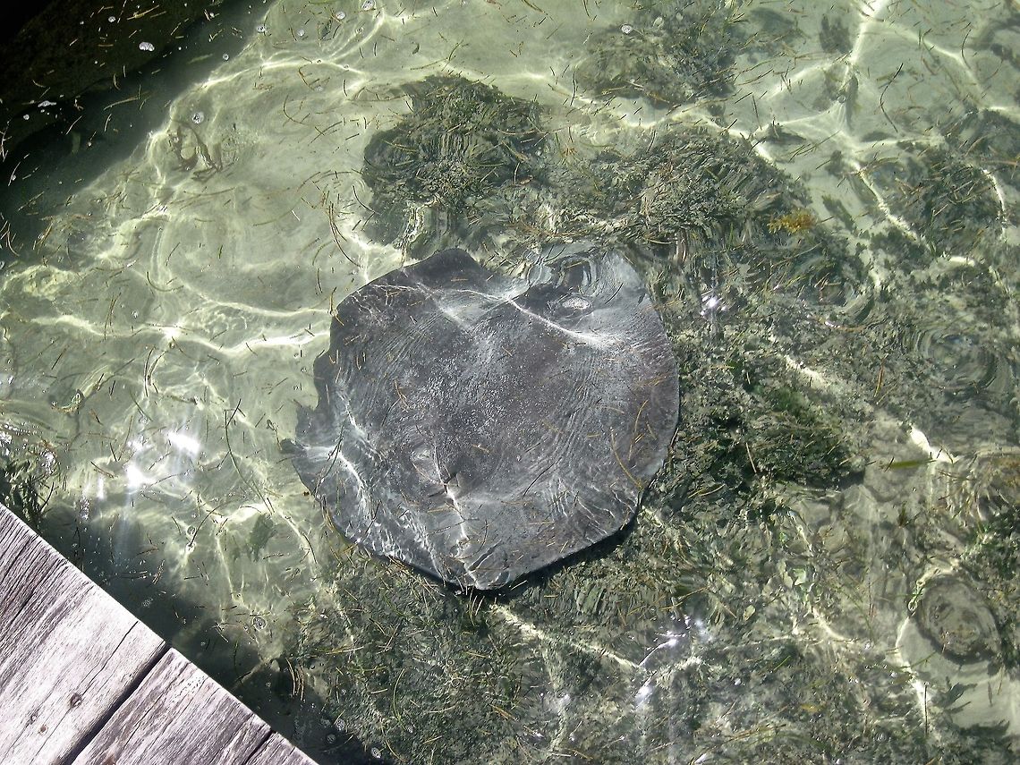 Southern stingray                                 Belize,Dasyatis americana,Eric's Pictures 4,Geotagged,Southern stingray,Summer