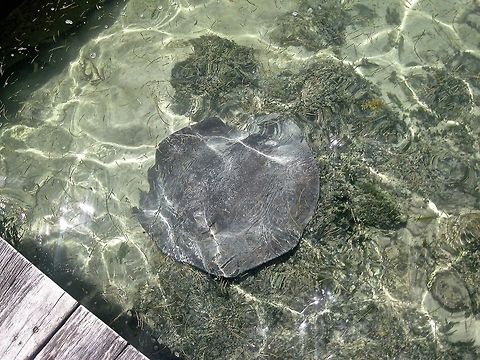 Southern stingray                                 Belize,Dasyatis americana,Eric's Pictures 4,Geotagged,Southern stingray,Summer