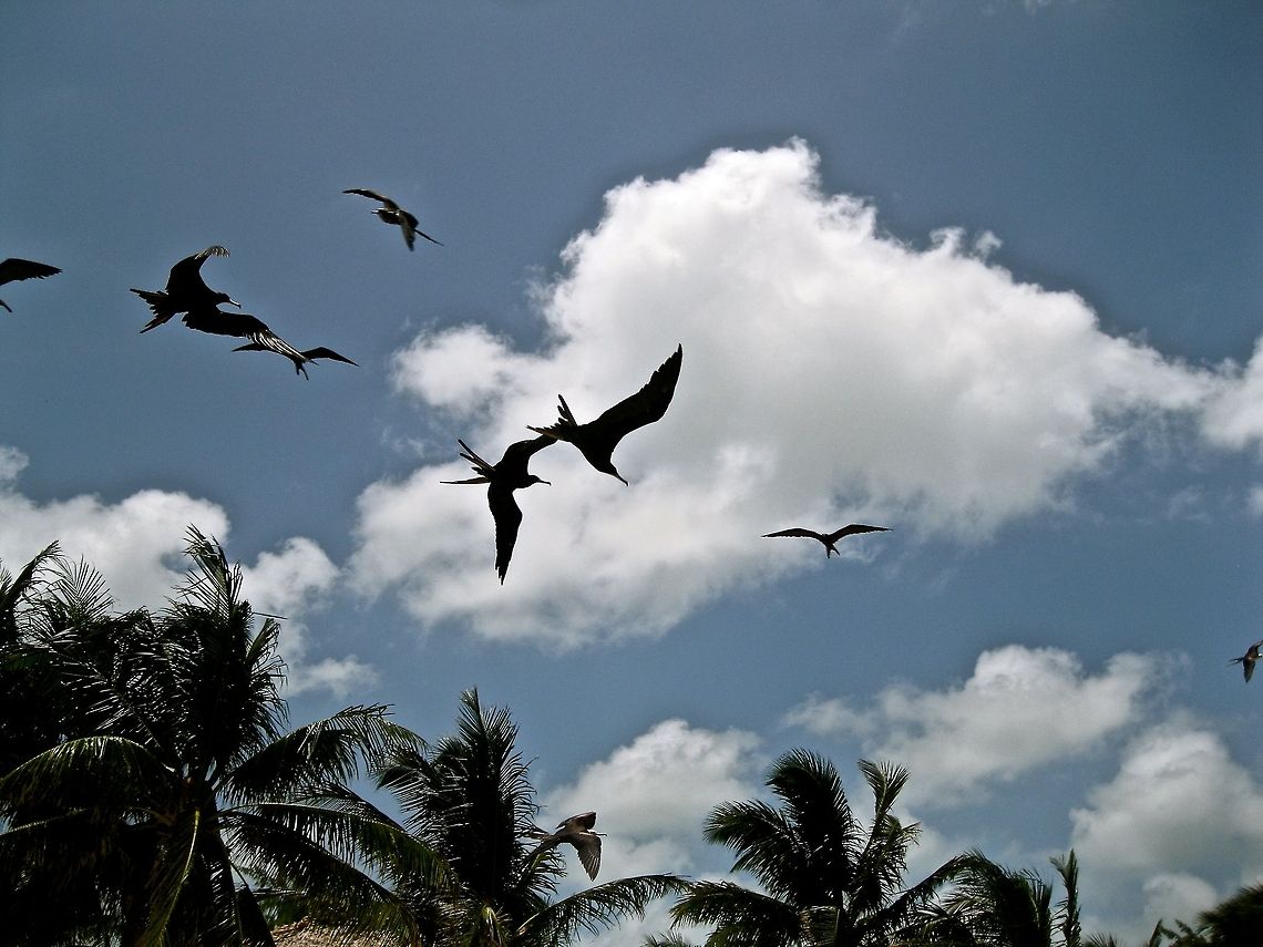 Frigatebird                                 Belize,Fregata magnificens,Geotagged,Magnificent Frigatebird