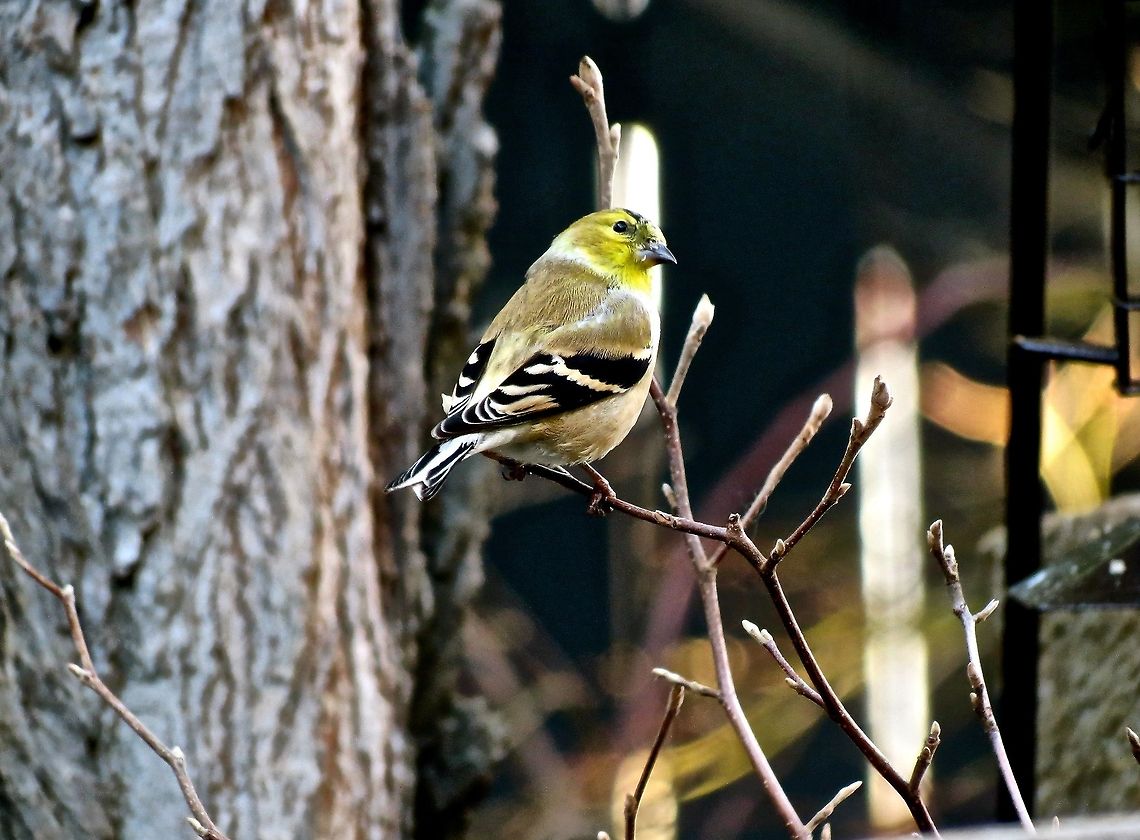 Goldfinch                                 American Goldfinch,American goldfinch,Carduelis tristis,Geotagged,Spinus tristis,United States