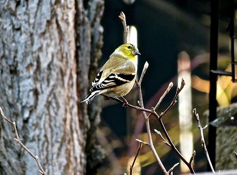 Goldfinch                                 American Goldfinch,American goldfinch,Carduelis tristis,Geotagged,Spinus tristis,United States