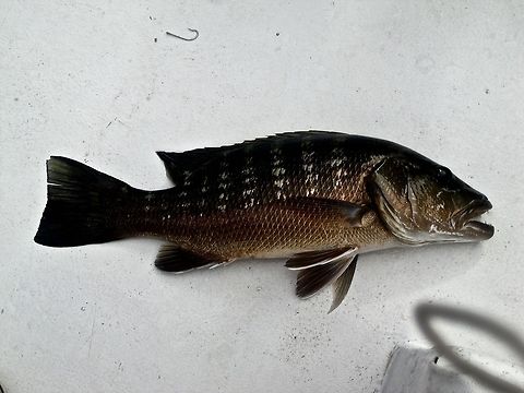 Cubera Snapper                                 Belize,Geotagged,Lutjanus cyanopterus