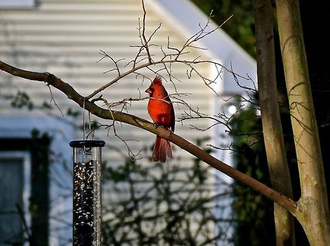 Cardinal at the bird feeder                                 Cardinalis cardinalis,Geotagged,Northern Cardinal,United States,Winter