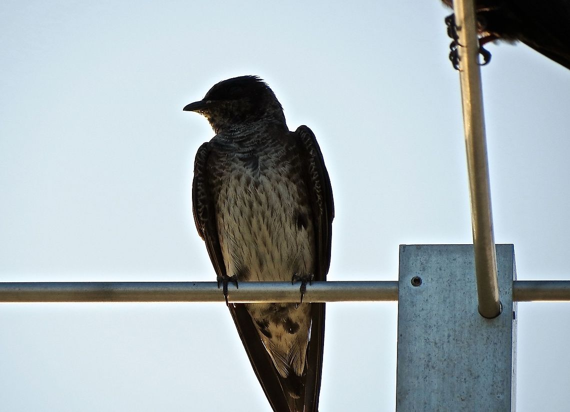 Purple Martin                                 Geotagged,Progne subis,Summer,United States,animal,animals,bird,birds,purple martin