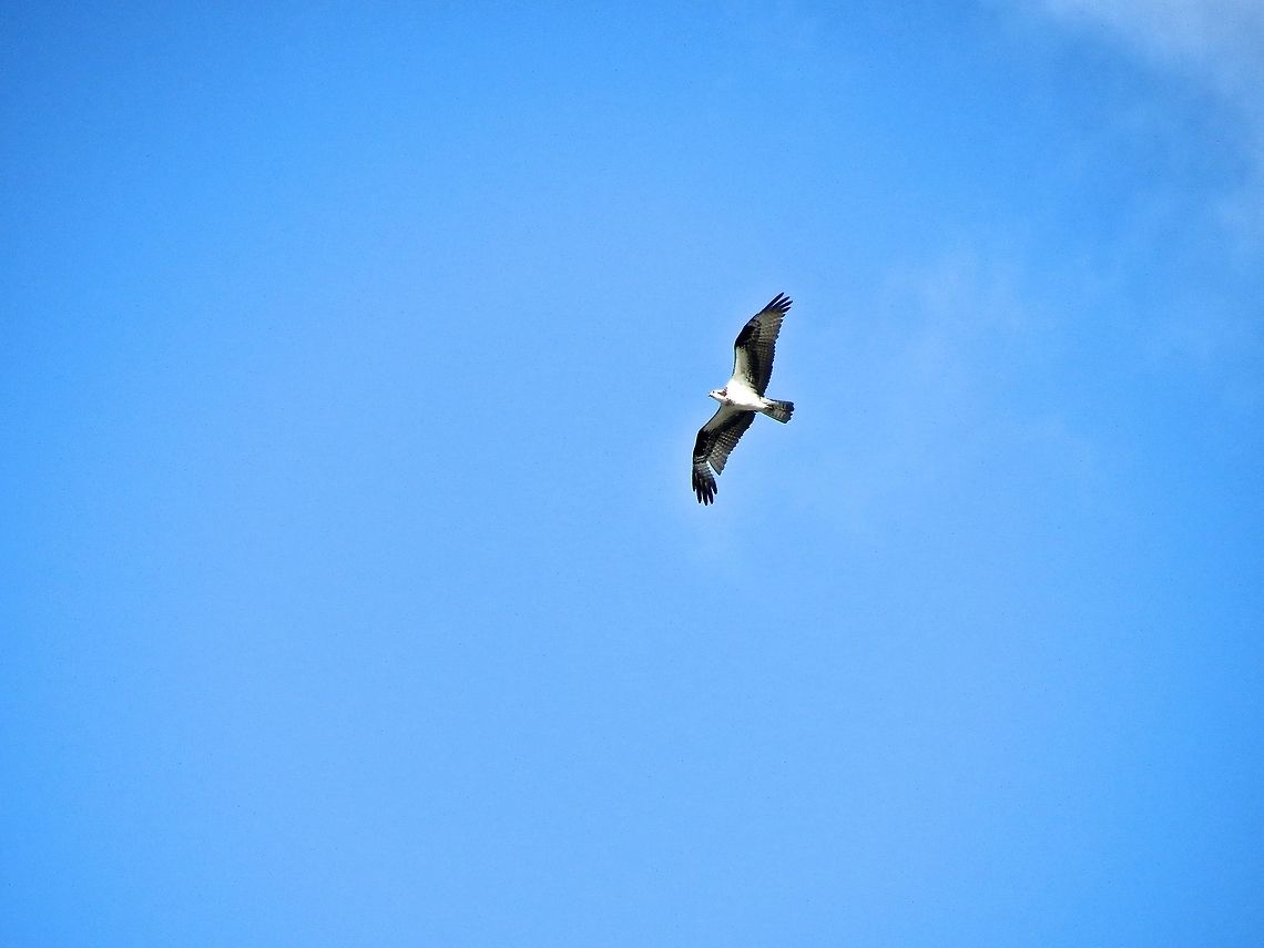Osprey soaring                                 Geotagged,Osprey,Pandion haliaetus,United States,bird,birds,osprey