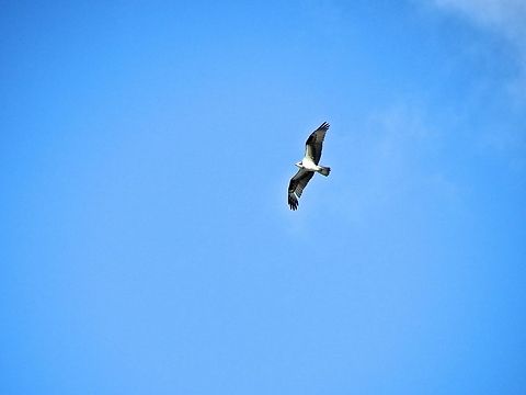 Osprey soaring                                 Geotagged,Osprey,Pandion haliaetus,United States,bird,birds,osprey