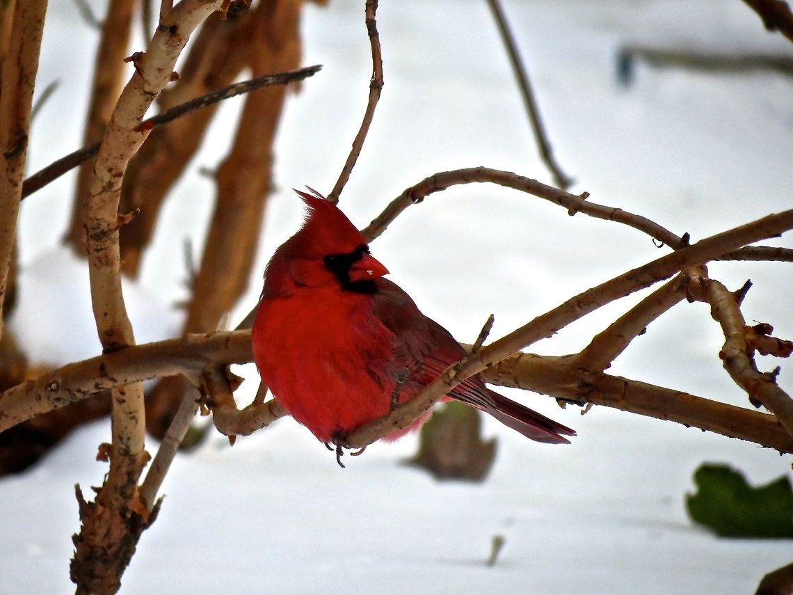 Northern Cardinal                                 Cardinalis cardinalis,Geotagged,Northern Cardinal,United States,animal,animals,bird,birds