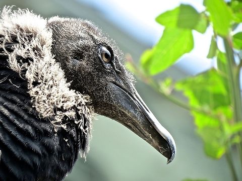 Black Vulture                                 Black Vulture,Coragyps atratus,Geotagged,United States