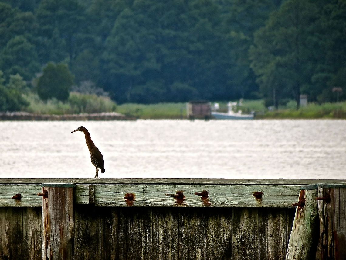 Green Heron                                 Butorides virescens,Geotagged,Green Heron,United States