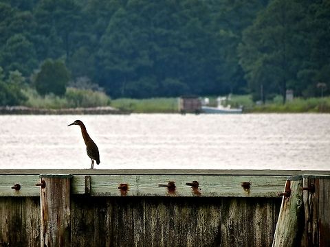 Green Heron                                 Butorides virescens,Geotagged,Green Heron,United States