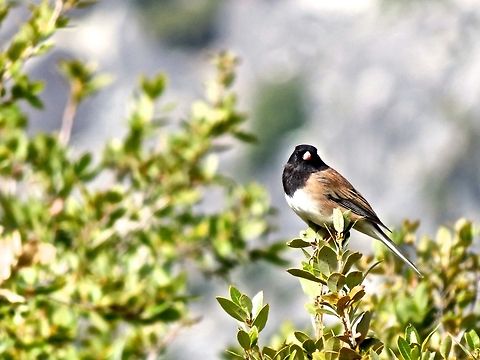 Dark-eyed Junco                                 Dark-eyed Junco,Geotagged,Junco hyemalis,United States