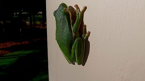 Tree Frog  American green tree frog,Geotagged,Hyla cinerea,United States