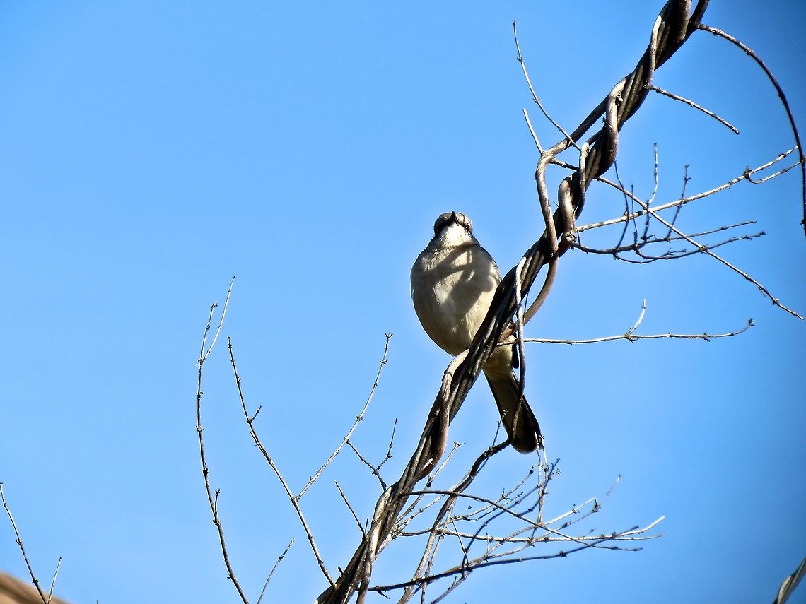 Mockingbird                                 Geotagged,Mimus polyglottos,Northern Mockingbird,United States