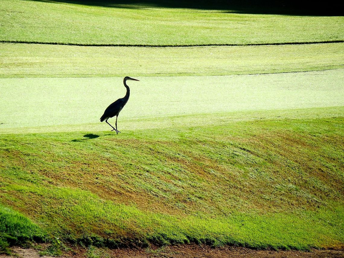 Heron on a golf course                                 Ardea herodias,Geotagged,Great Blue Heron,United States