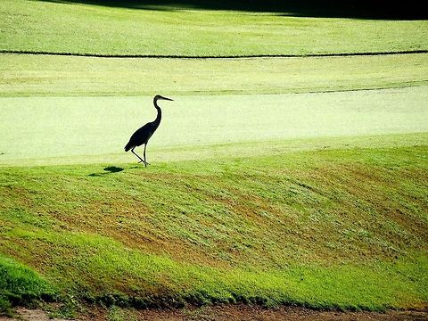 Heron on a golf course                                 Ardea herodias,Geotagged,Great Blue Heron,United States