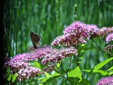 Butterfly with flowers                                I am not strong in identifying insects or flower species so if anyone knows or figures the two species comment below. Geotagged,Italy,Maniola jurtina,Meadow Brown