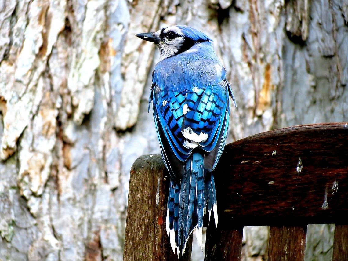 Blue Jay                                 Blue jay,Cyanocitta cristata,Geotagged,United States