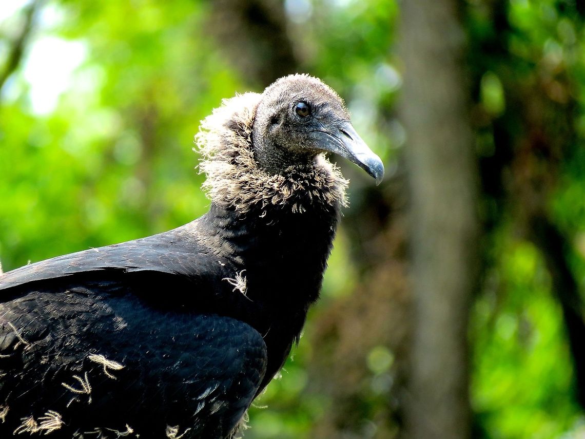 Black Vulture                                 Black Vulture,Coragyps atratus,Geotagged,United States