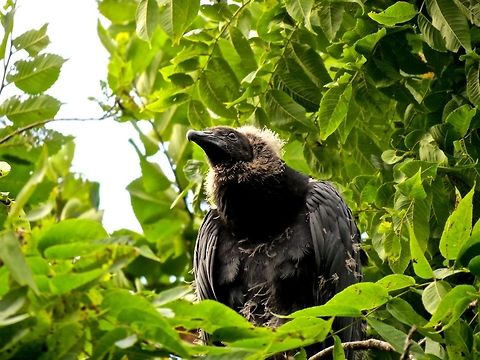 Black Vulture                                 Black Vulture,Coragyps atratus,Geotagged,United States