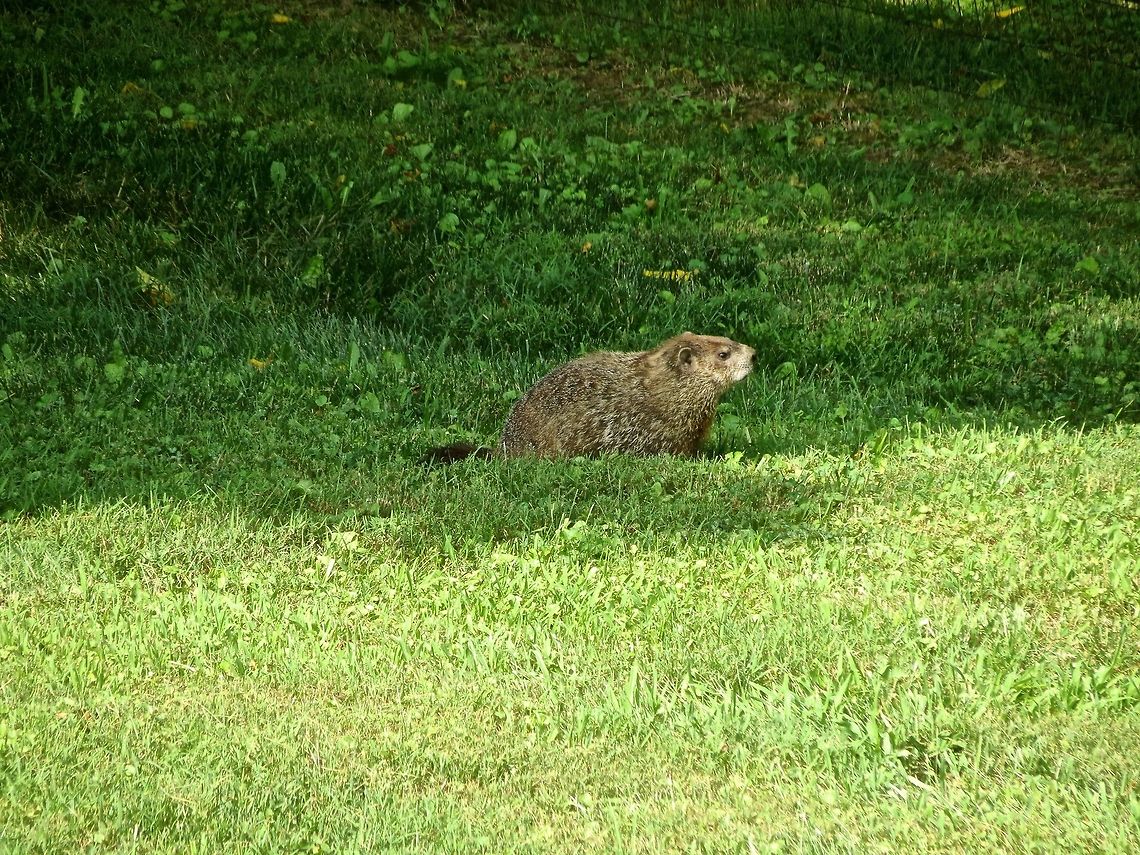Groundhog                                 Geotagged,Groundhog,Marmota monax,United States