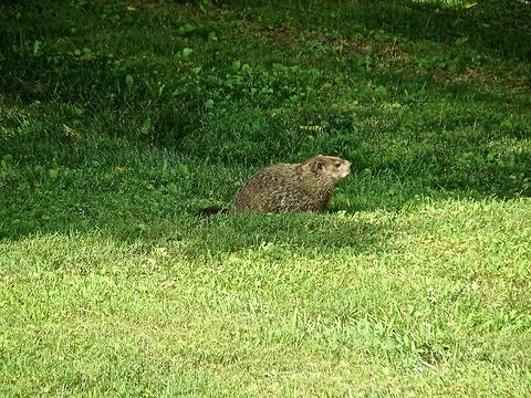 Groundhog                                 Geotagged,Groundhog,Marmota monax,United States