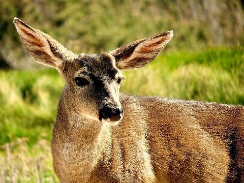 Deer                                 Geotagged,Odocoileus hemionus,United States,mule deer