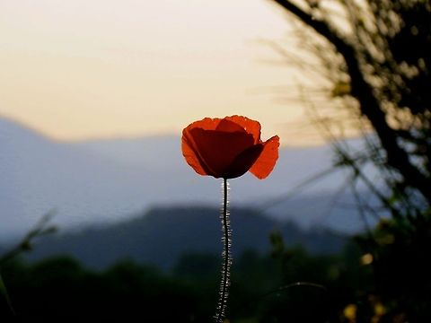 Italian Poppy                                 Geotagged,Italy,Papaver rhoeas