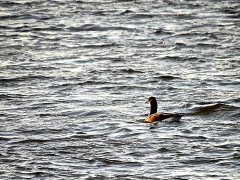 Canada Goose                                 Branta canadensis,Canada Goose,Geotagged,United States