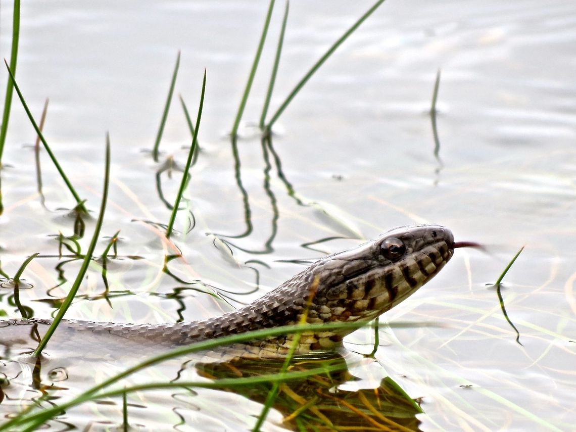 Water Snake                                 Geotagged,Maryland,Nerodia sipedon,Northern water snake,United States