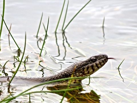 Water Snake                                 Geotagged,Maryland,Nerodia sipedon,Northern water snake,United States