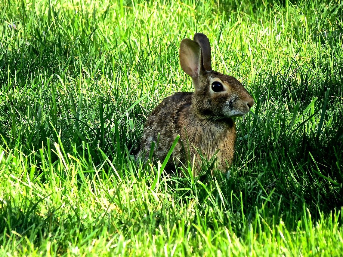 Rabbit                                 Eastern cottontail,Geotagged,Sylvilagus floridanus,United States