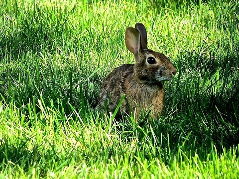 Rabbit                                 Eastern cottontail,Geotagged,Sylvilagus floridanus,United States
