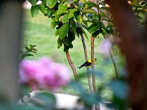 Goldfinch in Bethesda                                 American Goldfinch,American goldfinch,Carduelis tristis,Geotagged,Spinus tristis,United States