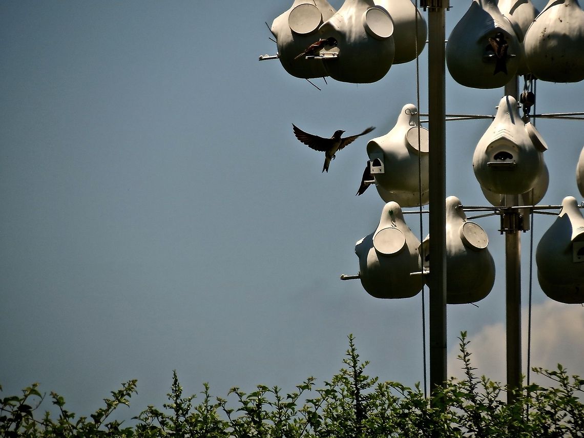 Purple Martin returning to nest                                 Geotagged,Progne subis,United States,purple martin