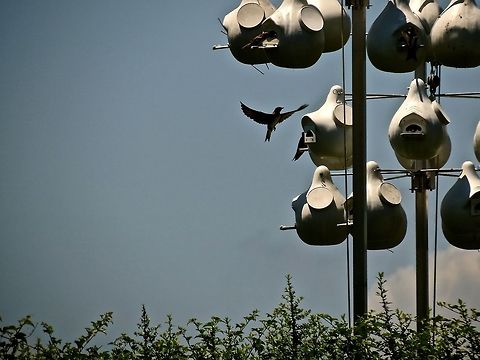 Purple Martin returning to nest                                 Geotagged,Progne subis,United States,purple martin