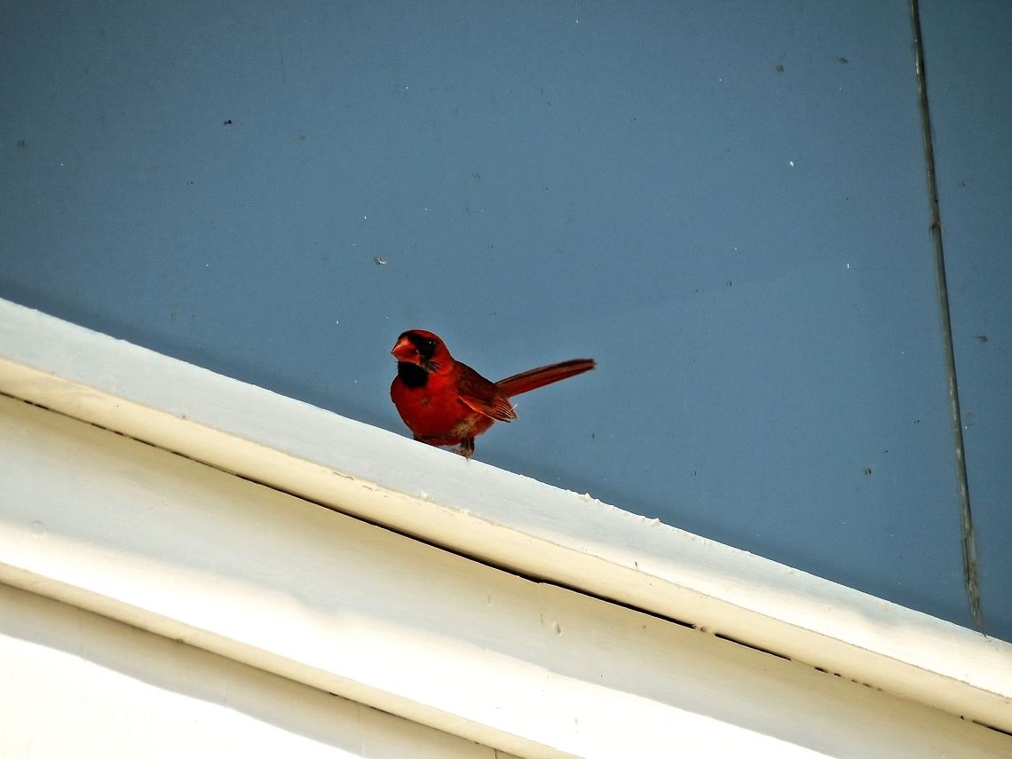 Cardinal and window                                 Cardinalis cardinalis,Geotagged,Northern Cardinal,United States