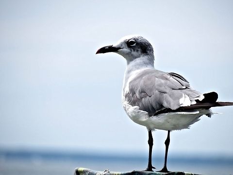 Gull                                 Franklins gull,Geotagged,Leucophaeus pipixcan,United States
