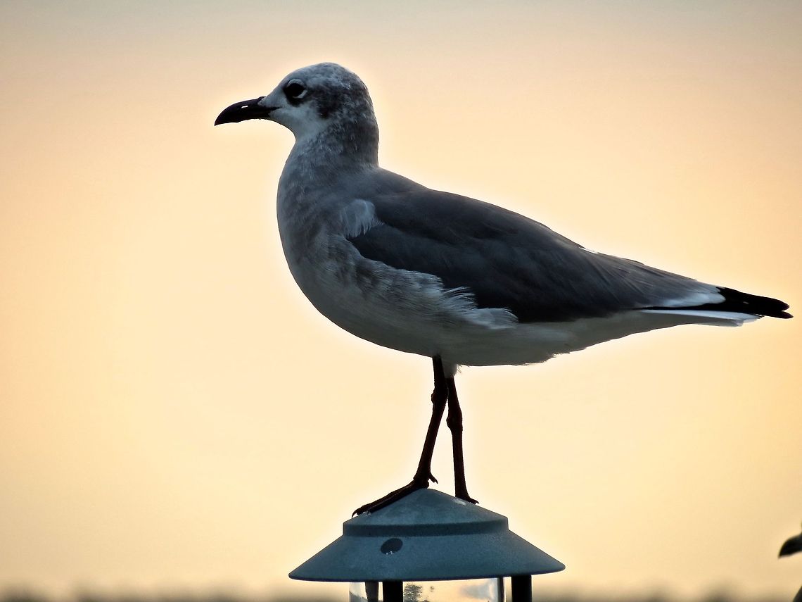 Gull on a dock light                                Can anyone identify this? Geotagged,Laughing gull,Leucophaeus atricilla,United States