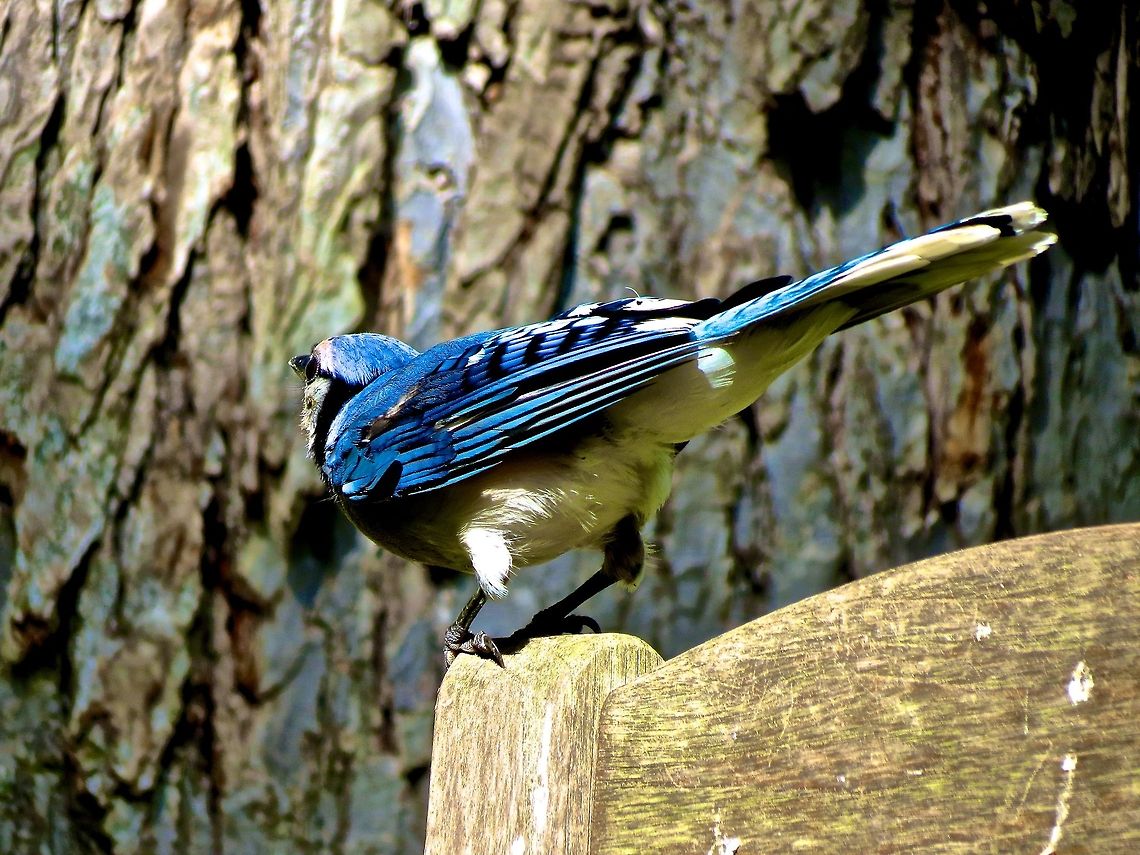 Jay                                 Blue jay,Cyanocitta cristata,Geotagged,United States