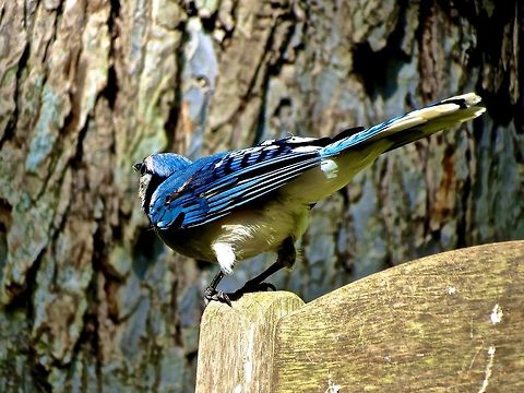 Jay                                 Blue jay,Cyanocitta cristata,Geotagged,United States