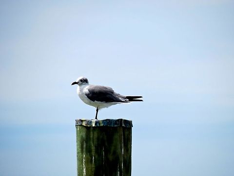 Gull on a post                                 Franklins gull,Geotagged,Leucophaeus pipixcan,United States