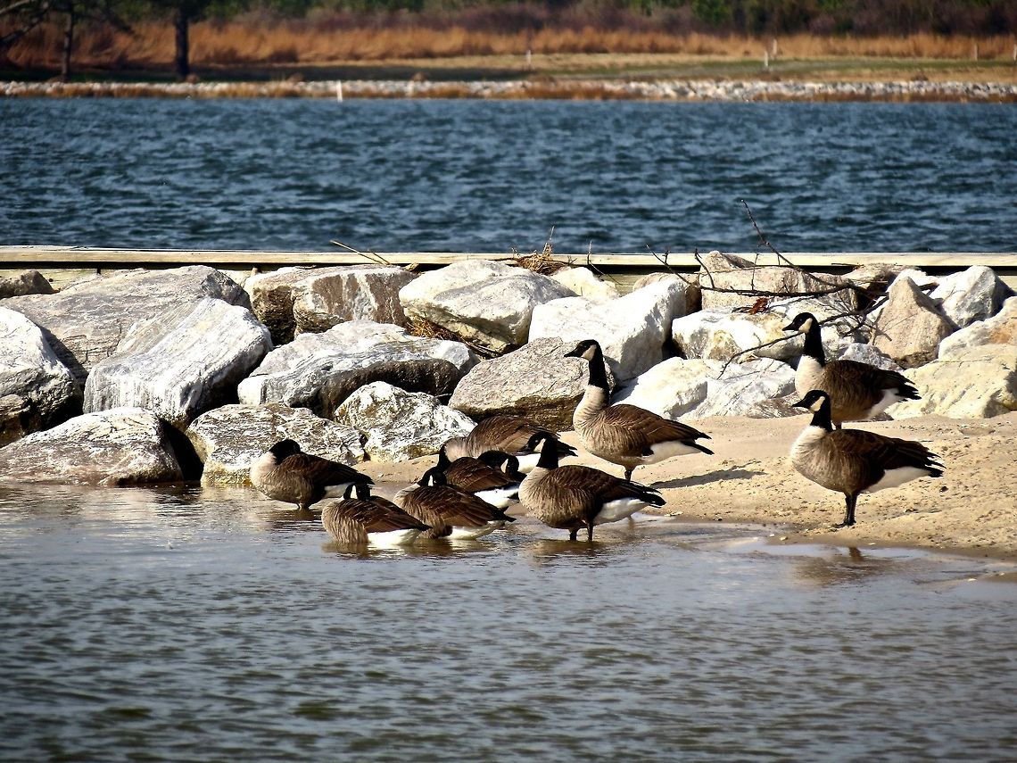 Geese on the river                                 Branta canadensis,Canada Goose,Geotagged,United States