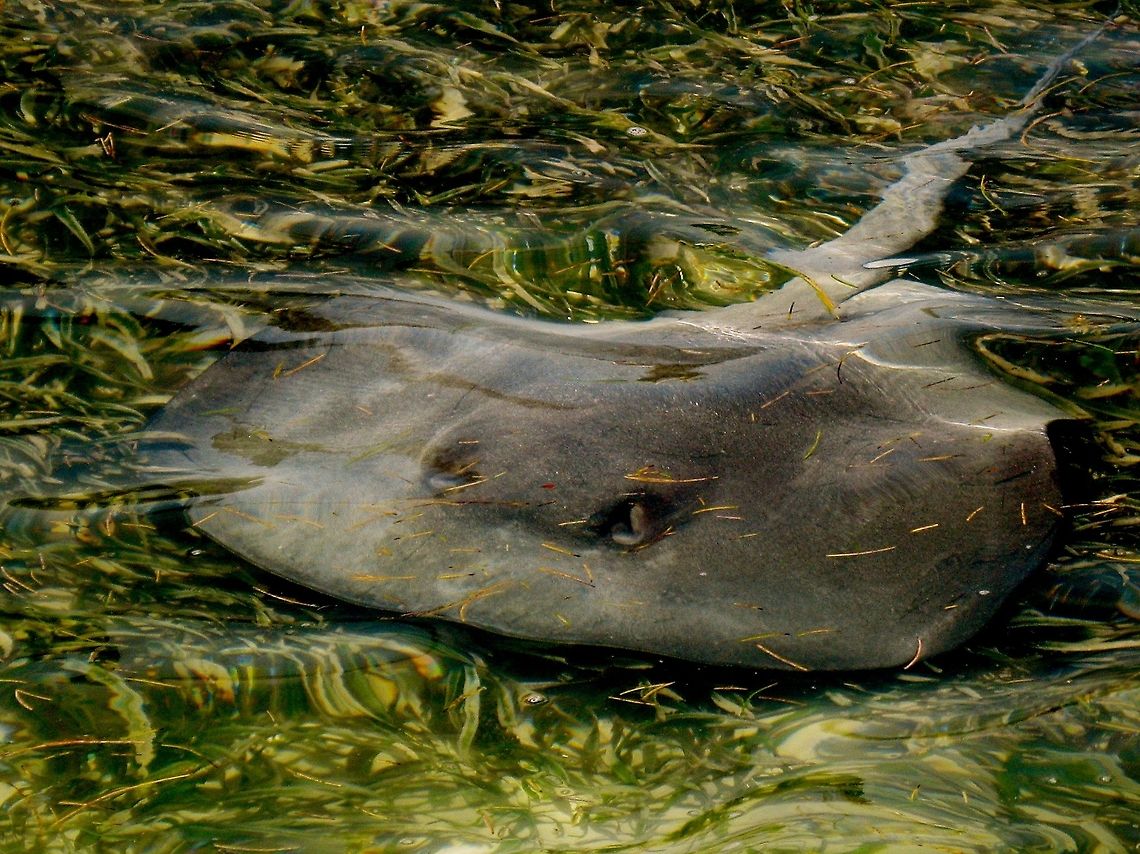 Stingray cruising                                 Belize,Dasyatis americana,Geotagged,Southern stingray