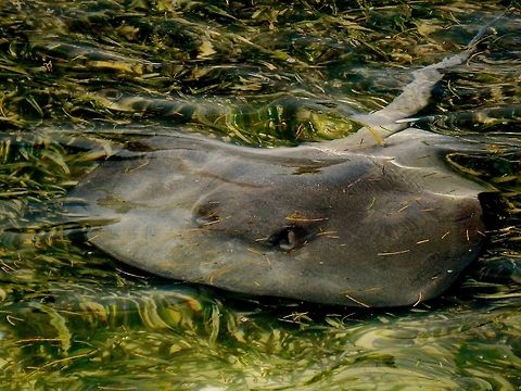 Stingray cruising                                 Belize,Dasyatis americana,Geotagged,Southern stingray