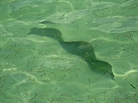 Moray                                 Belize,Geotagged,Green moray,Gymnothorax funebris