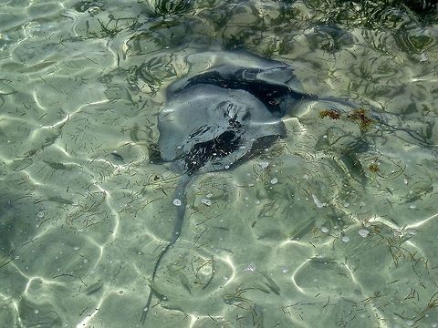 Stingray pair                                 Belize,Dasyatis americana,Eric's Pictures 4,Geotagged,Southern stingray